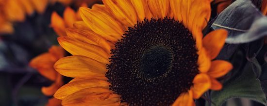 Eastern Market Sunflower