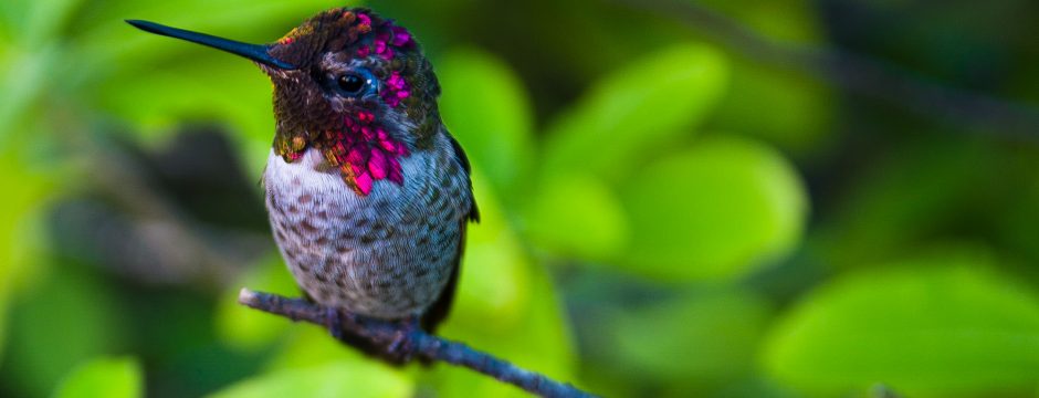 Hummingbird